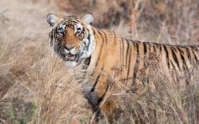 Tiger_004020.jpg