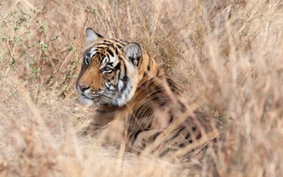 Tiger_004019.jpg