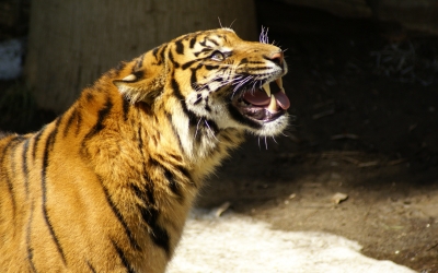 Tiger_005004.jpg