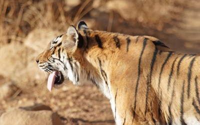 Tiger_005001.jpg